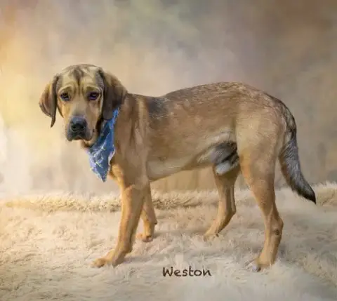 Weston photo 3