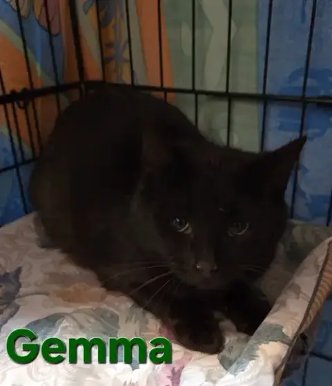 Gemma