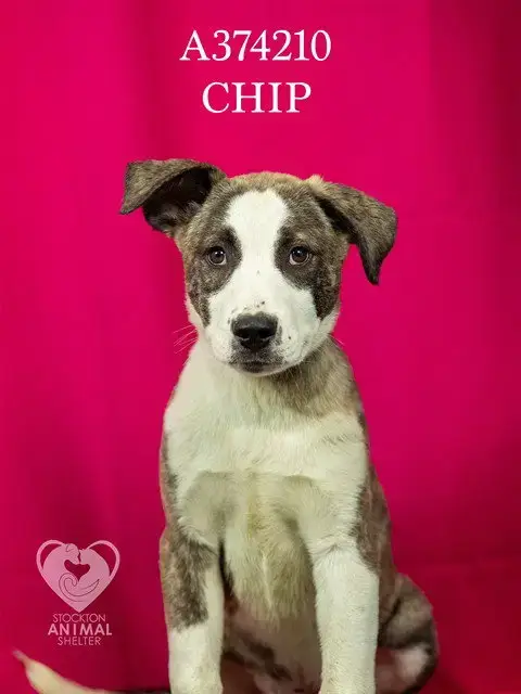 Chip