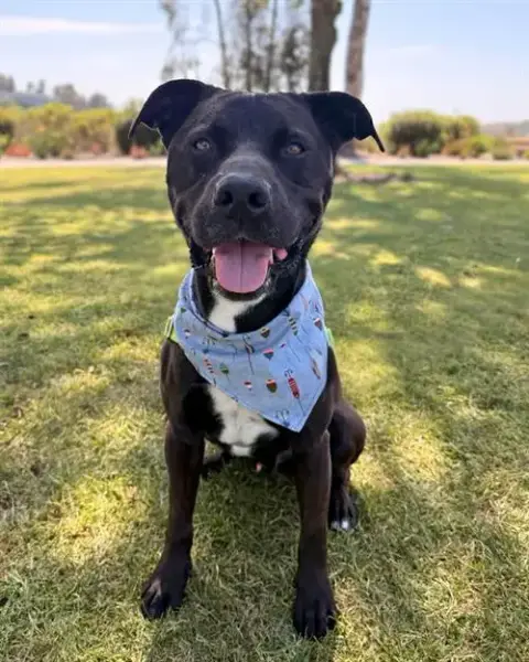 Ryder