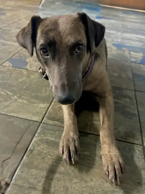Olive photo 2