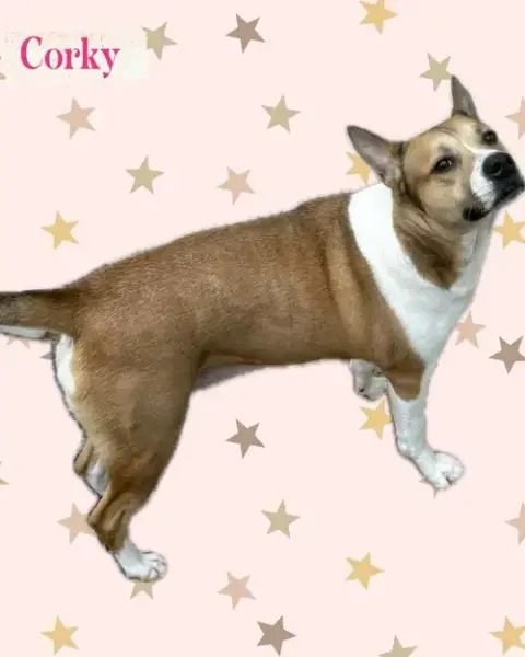 Corky photo 2