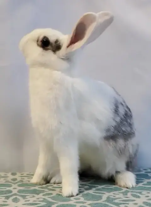 Pebbles