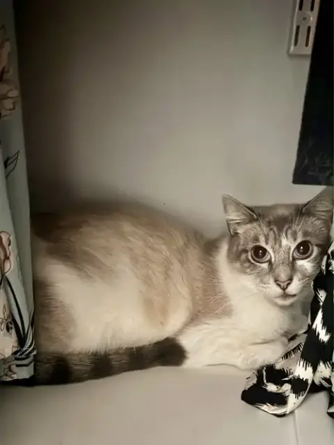 Missy Courtesy Post