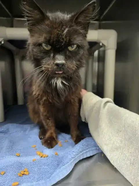 Doctor Fontaine: Not At The Shelter photo 2