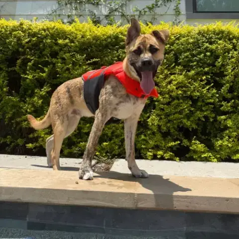 Wally Vi