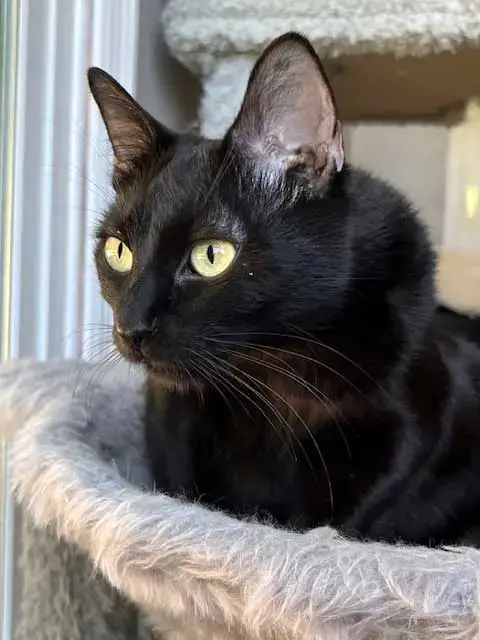 Miss Little Love