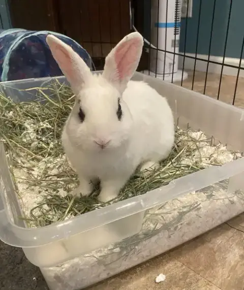Jupiter Rabbit photo 2