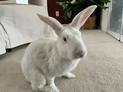 Olaf