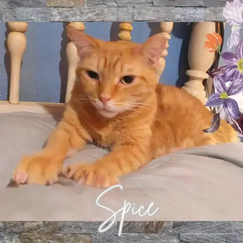Spice