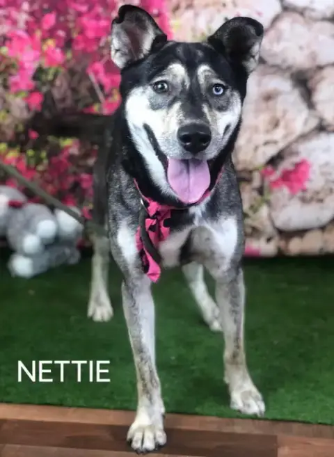 Nettie photo 3