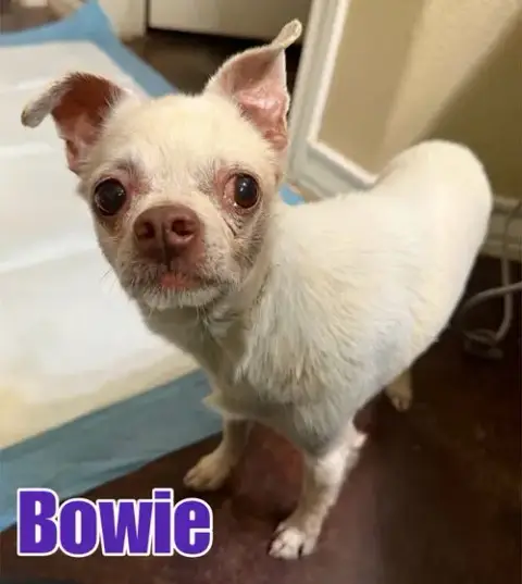 Bowie photo 3