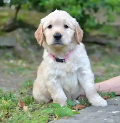 Lacey photo 3
