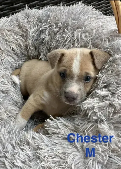 Chester
