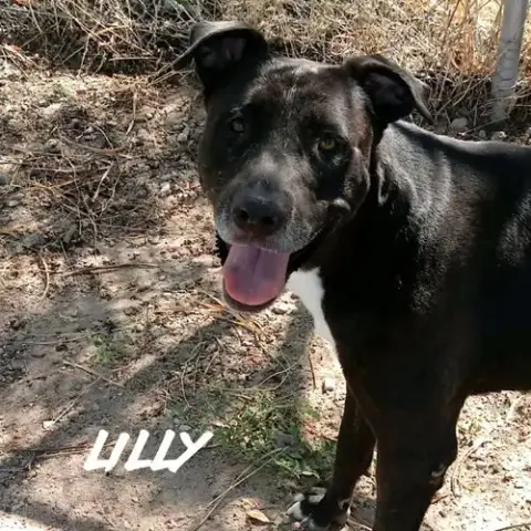 Lilly