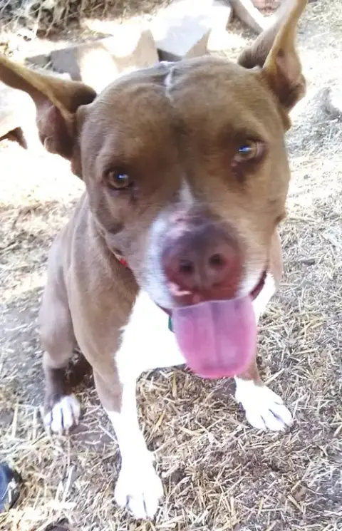 Holly