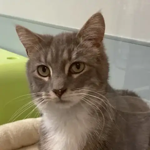 Felix