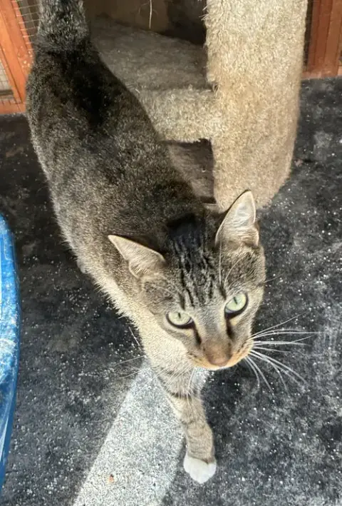 Pecan photo 4