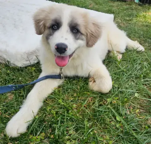 Puppy Sweetheart photo 2