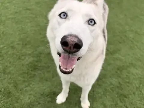 Hera