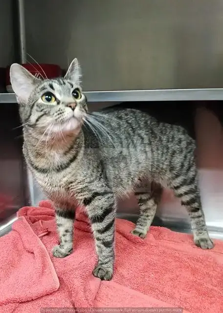 Diva