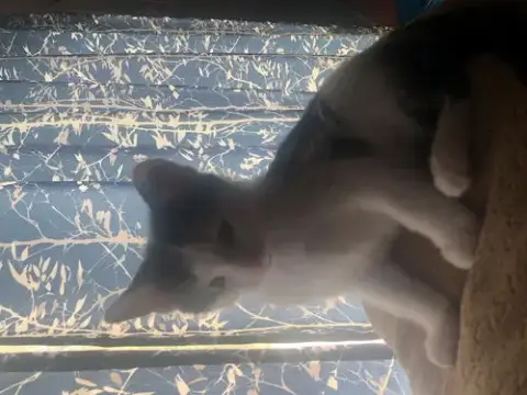 Archie photo 2