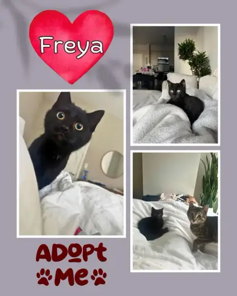 Freya