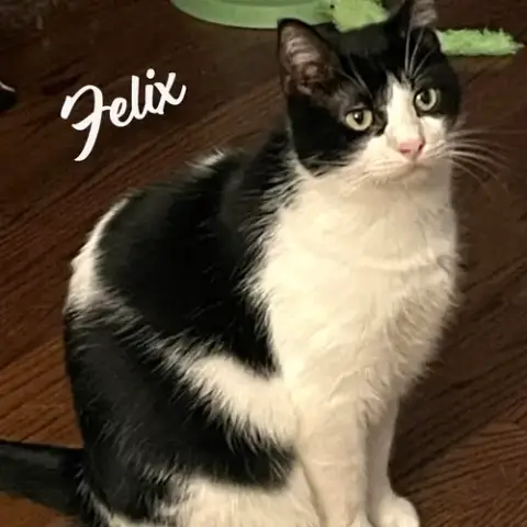 Felix #Enjoys-Kids