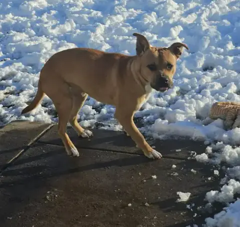Roxie photo 4