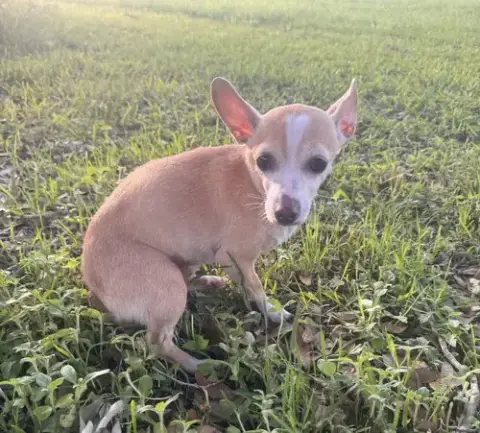 Bubbles- Those Ears! photo 3