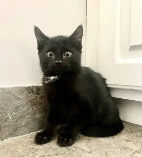 Pip photo 4