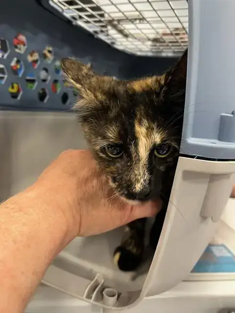 Cici