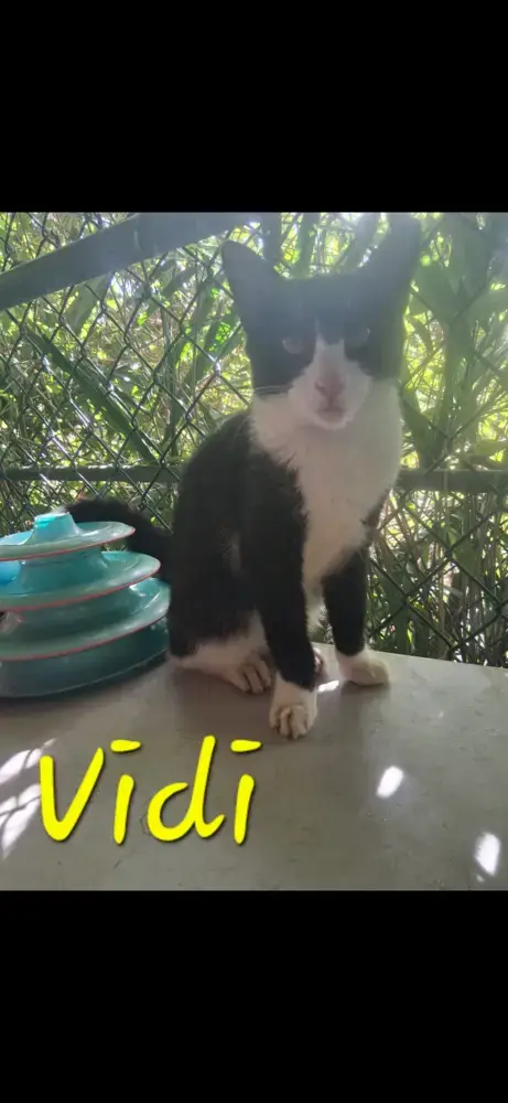Vidi