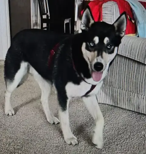 Koda photo 2