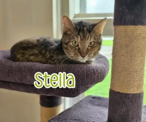 Stella photo 2