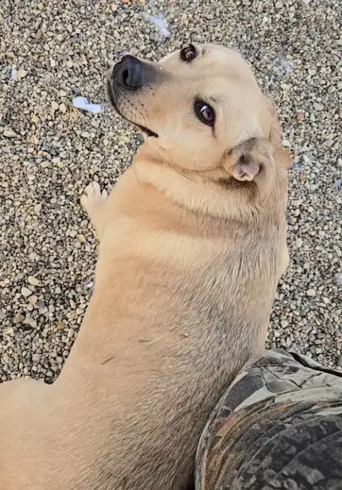 Honey