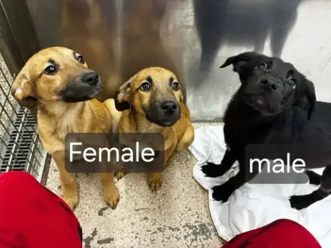 Black Lab Shep.Mix Pups photo 2