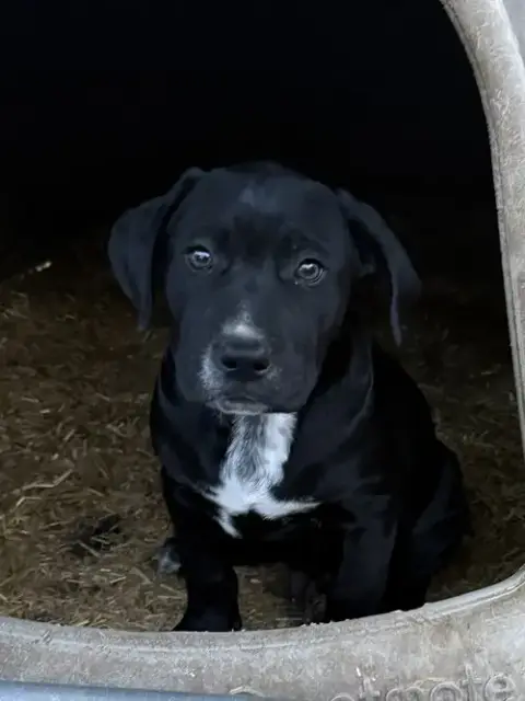 Clyde