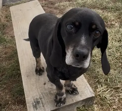 Harvey