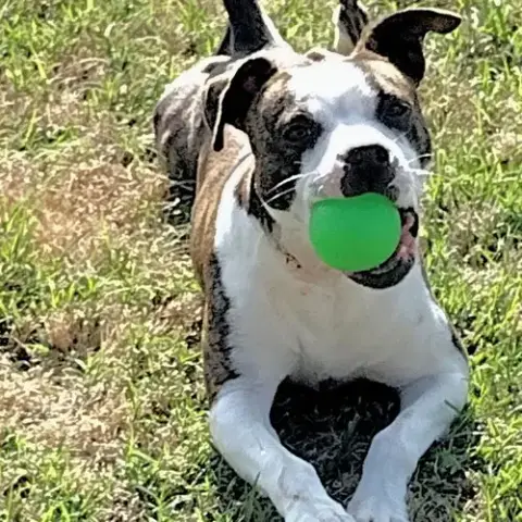 Tater photo 4