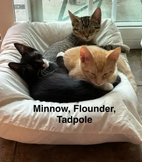 Tadpole photo 4