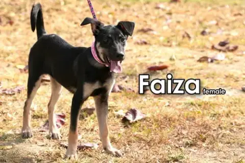 Faiza From Taiwan photo 4