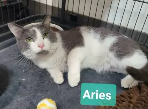 Aries