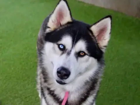 Benji