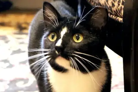 Scout photo 4
