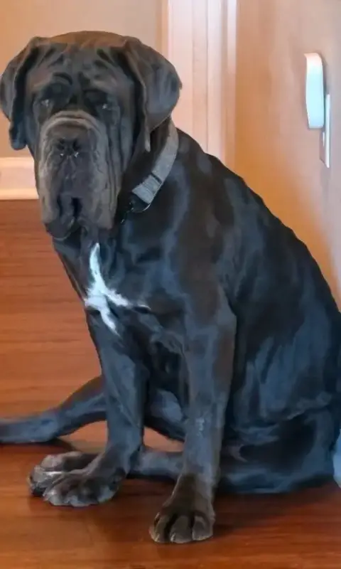 Amara