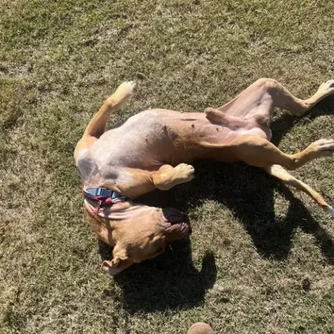 Rocco photo 4