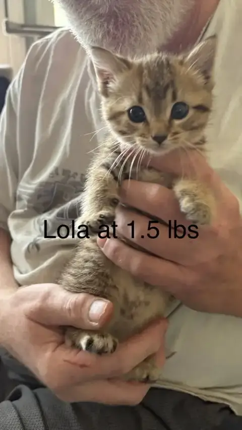 Lola