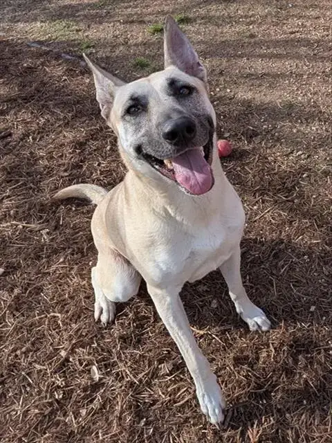 Nova