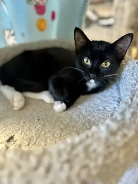 Mittens